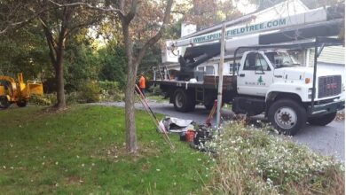 How Can Professional Tree Trimming Enhance Curb Appeal, Safety, And Tree Health?