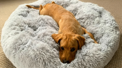 Beat the Heat with the Right Cooling Dog Bed Cover