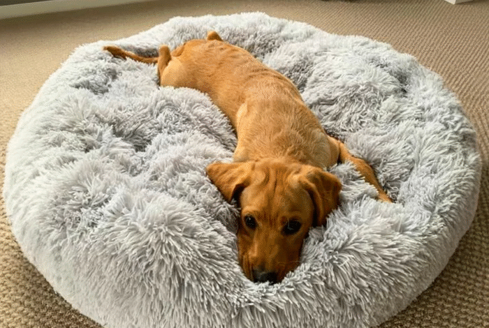 Beat the Heat with the Right Cooling Dog Bed Cover