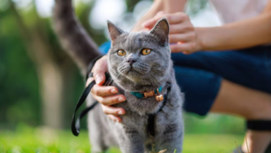 Cat Kidney Disease Survival: Understanding Prognosis and Extending Quality of Life