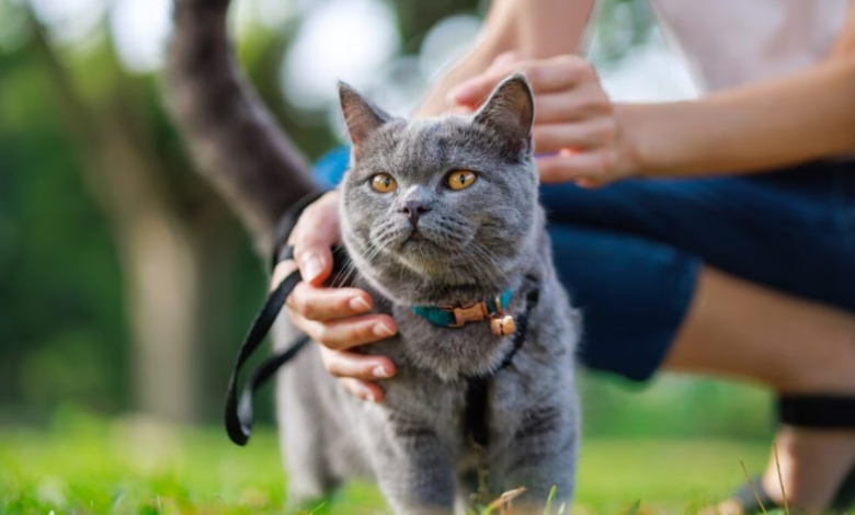 Cat Kidney Disease Survival: Understanding Prognosis and Extending Quality of Life