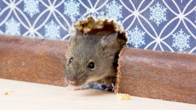 Break Room Mice Cost A Landlord More Than Service Does