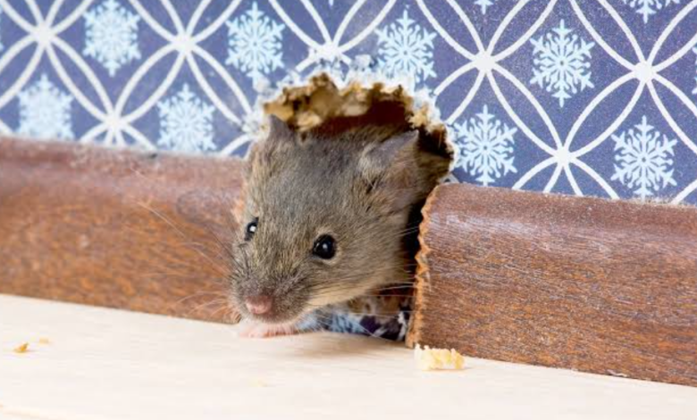 Break Room Mice Cost A Landlord More Than Service Does